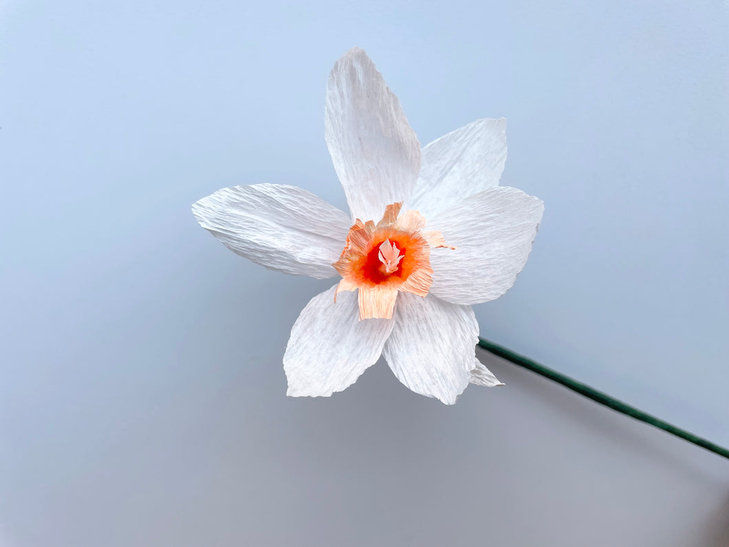 Paper daffodil white